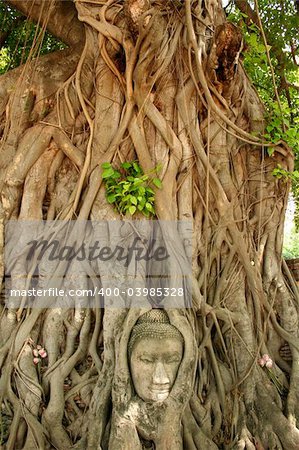 iconic buddhas head in the ancient thai capital of ayutthaya
