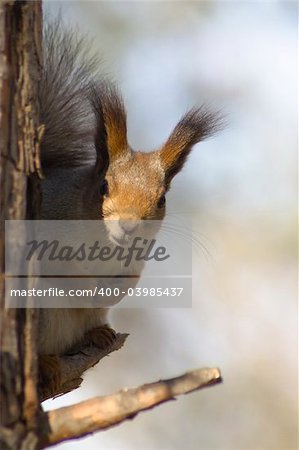 Squirrel sitting on the tree