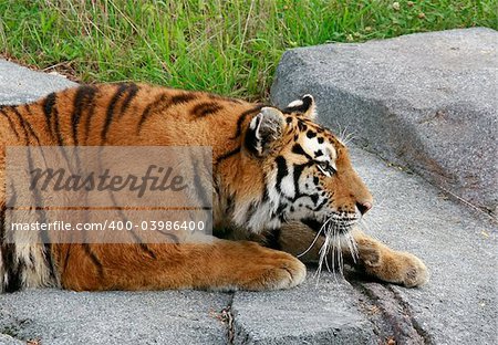 Siberian Tiger Getting Ready to Pounce on a Meal