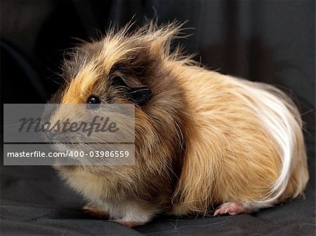 brown guinea pig on a black background