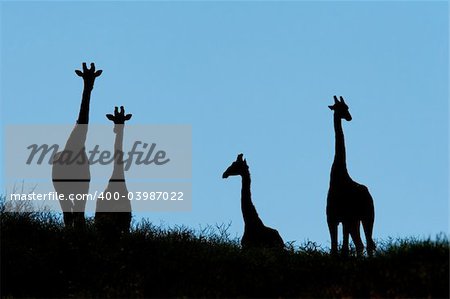 Silhouette of giraffes on a dune (Giraffa camelopardalis) Kalahari desert, South Africa