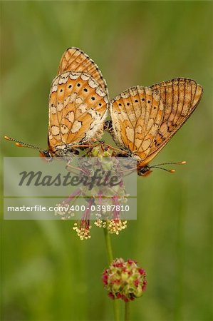Butterflies copulating on flower on green background.