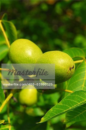 Green walnuts growing on a tree, close up