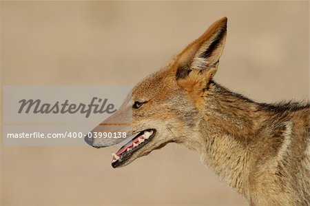 Portrait of a black-backed Jackal (Canis mesomelas), Kalahari desert, South Africa