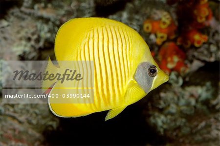 Underwater view of a Yellow butteflyfish (Chaetodon semilarvatus)