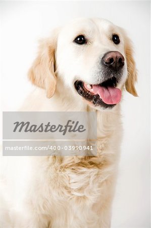 a cute golden retriever in the studio