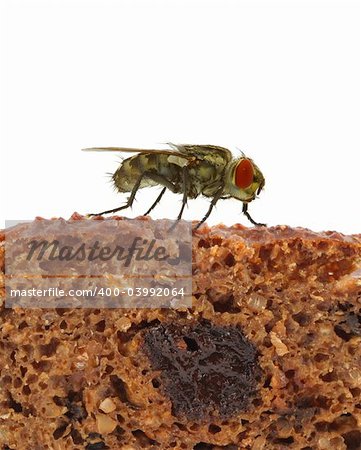 home fly sitting on slice of bread