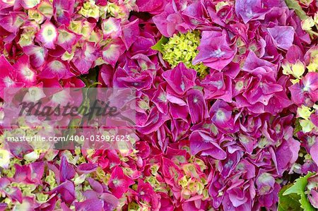 Pink and purple hydrangeas for sale at a farmer's market in summer -- photo suitable for use as a background