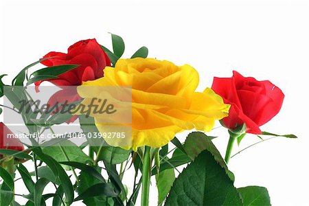 close-up of roses isolated on pure white background