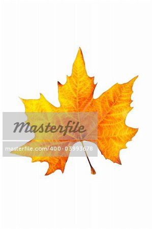 One maple leaf, isolated on white background