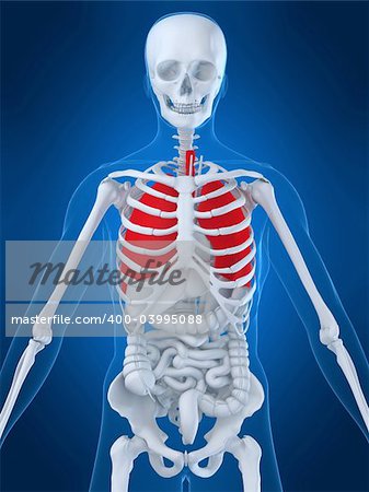 3d rendered anatomy illustration of a human skeleton with highlighted lung