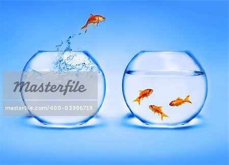 goldfish jumping out of the water