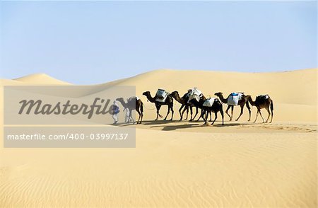 Camel caravan going through the sand dunes in the Sahara Desert, Algeria, Africa.