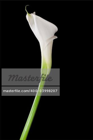 White calla lily isolated on black