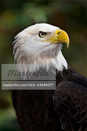 Bald Eagle (Haliaeetus leucocephalus) the United States national bird