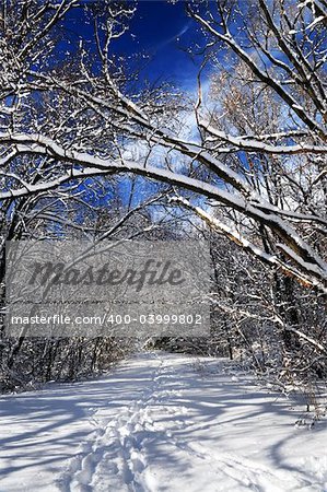 Recreational path in winter forest after a snowfall