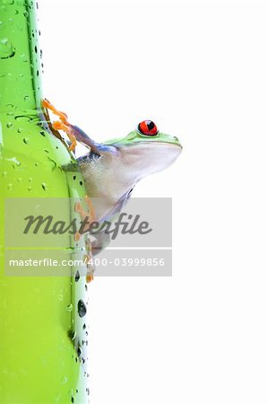 frog on glass - a red-eyed tree frog (Agalychnis callidryas) closeup on green bottle