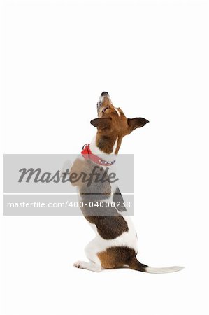 jack russel terrier dog isolated on a white background doing a trick