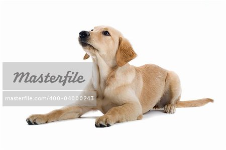 golden retriever puppy isolated on a white background