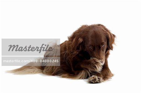 setter retriever dog  isolated on a white background with its pawn on his nose