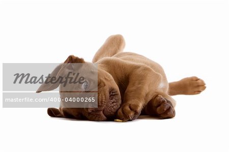 French bordeaux dog puppy isolated on a white background