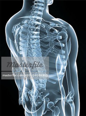 3d rendered anatomy illustration of a human skeletal back