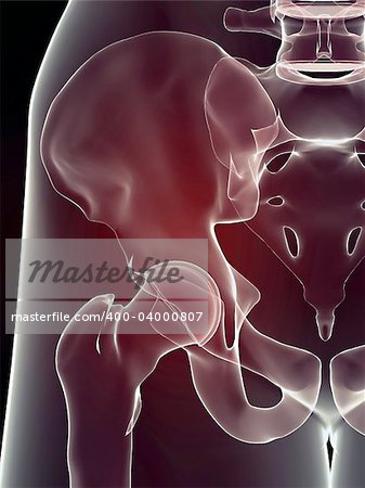 3d rendered anatomy illustration of a human skeletal hip