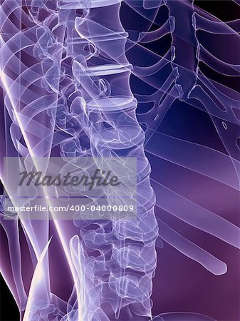 3d rendered anatomy illustration of a human skeletal back