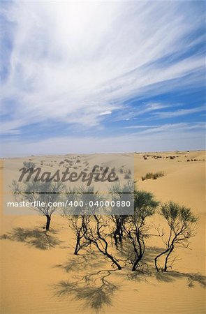 Desert bush, dunes landscape, sahara, Algeria, Africa.