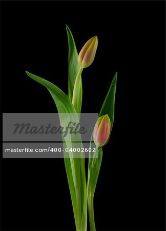 Two red-orange tulips isolated on black