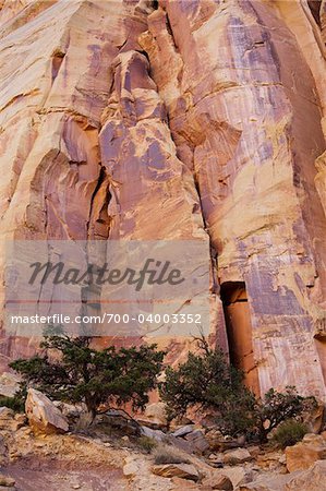 Trees at Base of Mountain, Capitol Reef National Park, Utah, USA