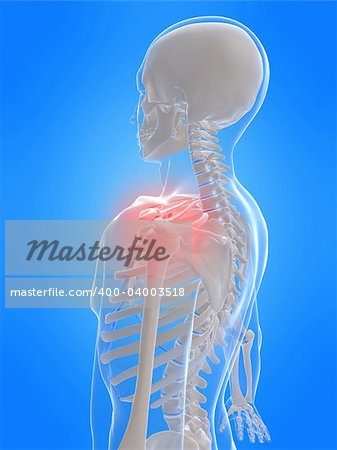 3d rendered anatomy illustration of a human skeleton with a painful shoulder