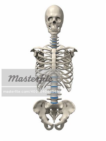 3d rendered x-ray illustration of a human skeletal torso- front side
