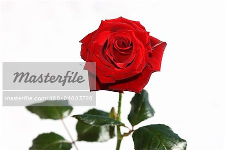 Close view of a beautiful red rose on a white background