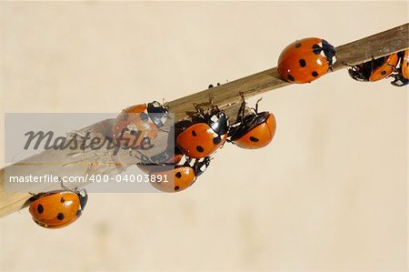 Beetles on a branch