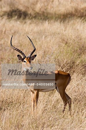 Impala in Kenyan Savannah. Massai Mara, Kenya.