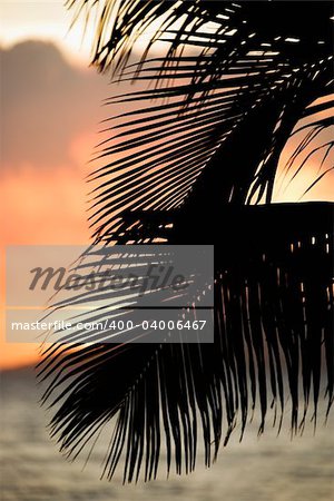 Palm leaves silhouetted against sunset and ocean on Maui, Hawaii.