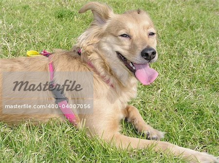 picture of a brown dog in a pink shirt playing with a tennis ball, running on the grass