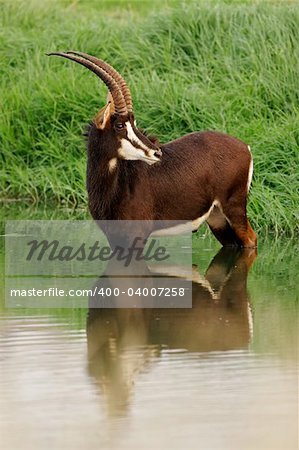 Rare sable antelope (Hippotragus niger) standing in water, South Africa