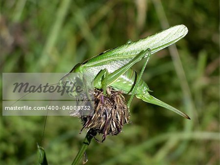 Big green grashopper sitting on a flower