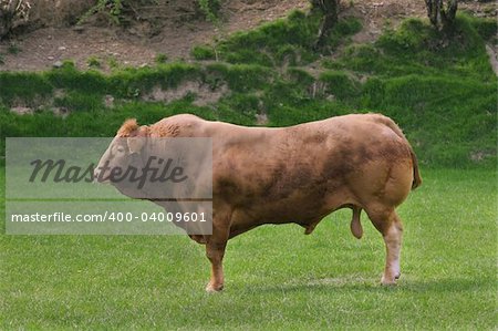 Large brown bull standing alone in a field