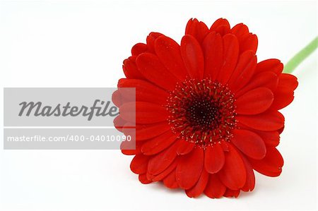 single red gerbera flower on a white surface