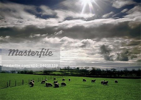 A view of sheep illustrating - animal farm farming agriculture wool livestock animal.