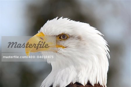 Close-up picture of an American Bald Eagle