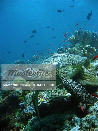 green turtle resting on coral reef sipadan in sabah malaysian borneo