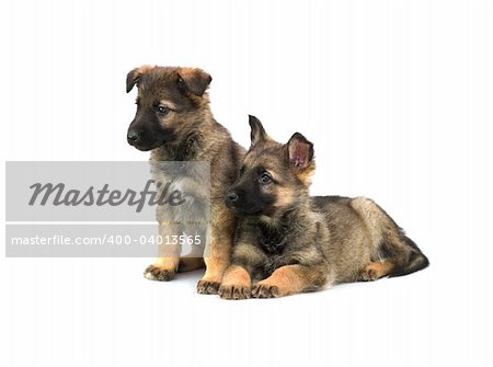 two Germany sheep-dog puppies isolated on white background