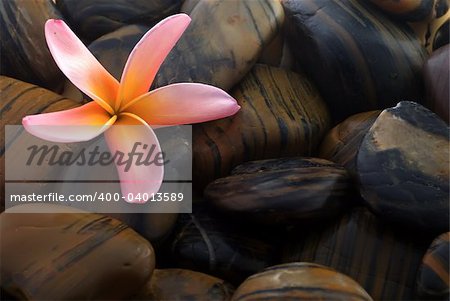 Frangipani flower and polished stone on tropical bamboo mat