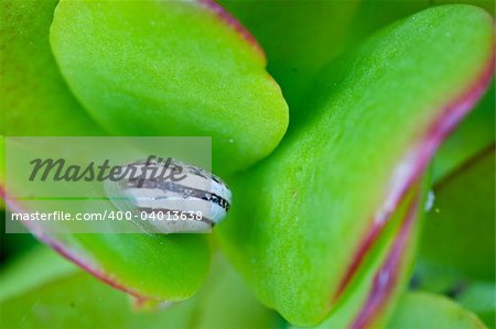 Snail on a Plant