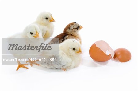 Four newborn chicks with egg