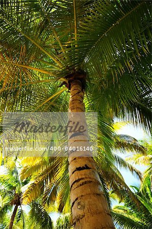 Palm tree canopies in tropical forest on a Caribbean island